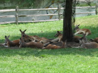 IMG_1007.JPG