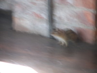 IMG_1064.JPG