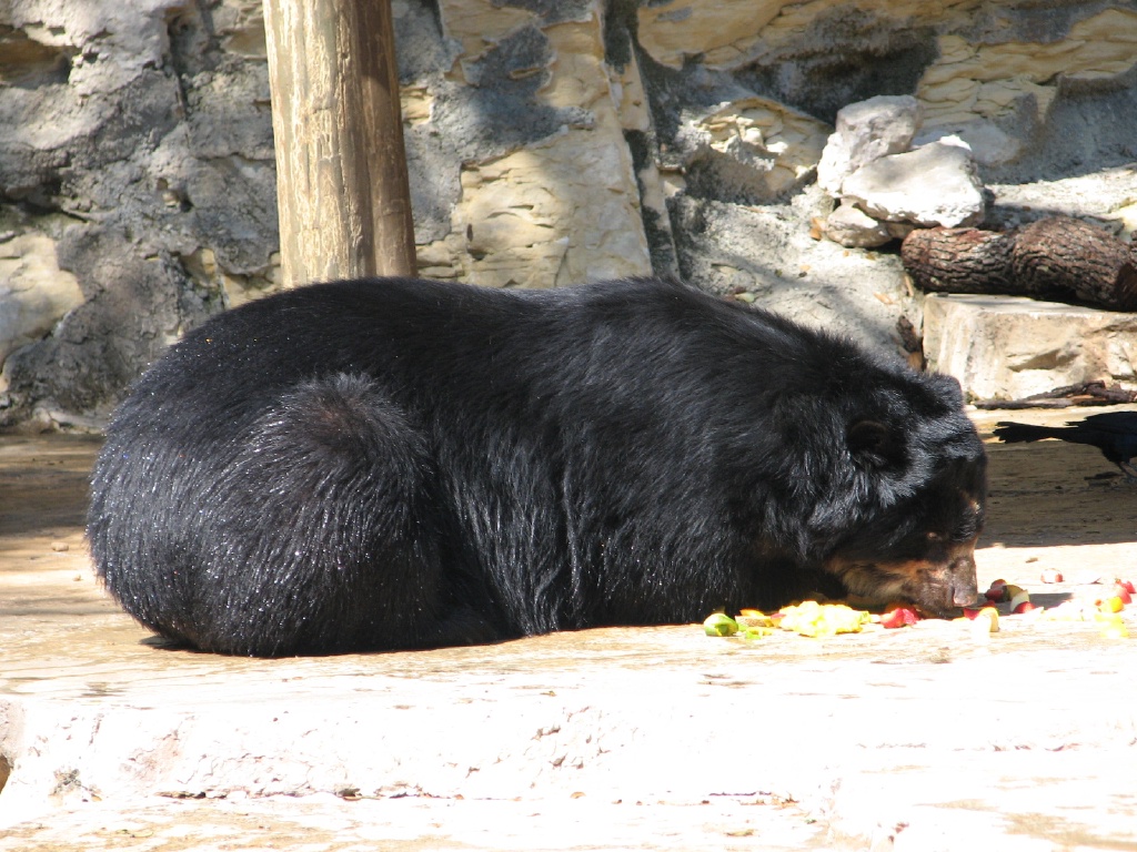 2008/03(March)/Zoo/1024x768_IMG_1503.JPG