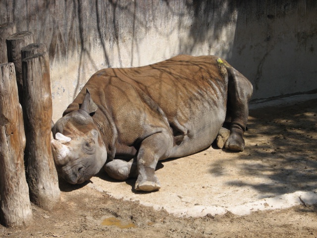 2008/03(March)/Zoo/640x480_IMG_1512.JPG