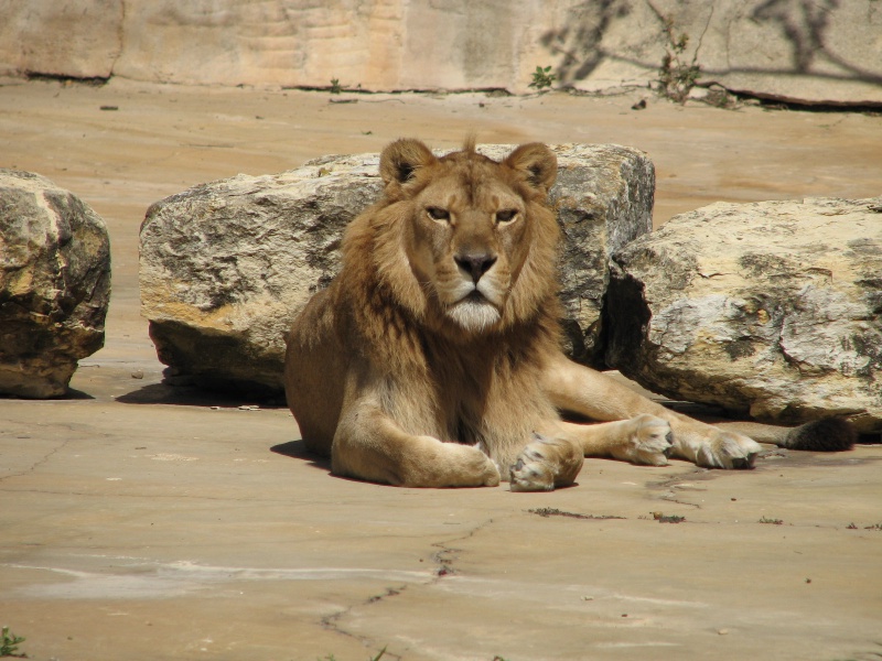 2008/03(March)/Zoo/800x600_IMG_1514.JPG
