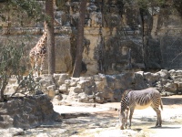 IMG_1510.JPG