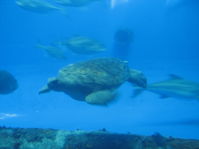 2008/06(June)/Corpus_Trip/640x480_310.JPG