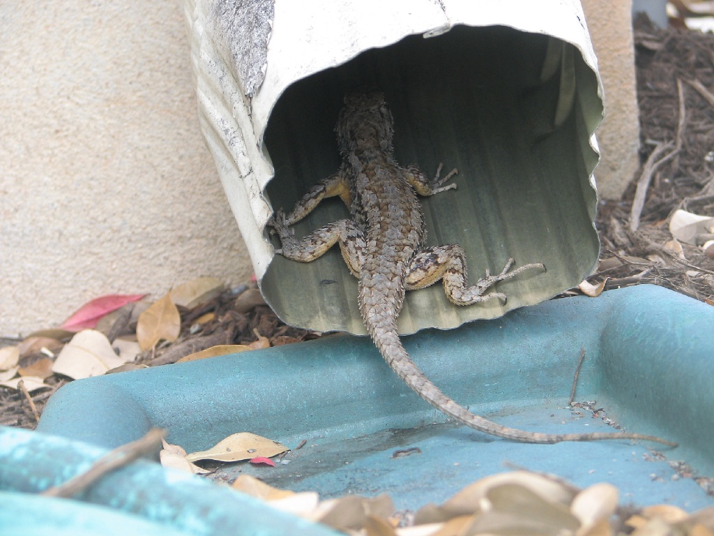 2009/03(March)/Misc/1024x768_lizard2.jpg