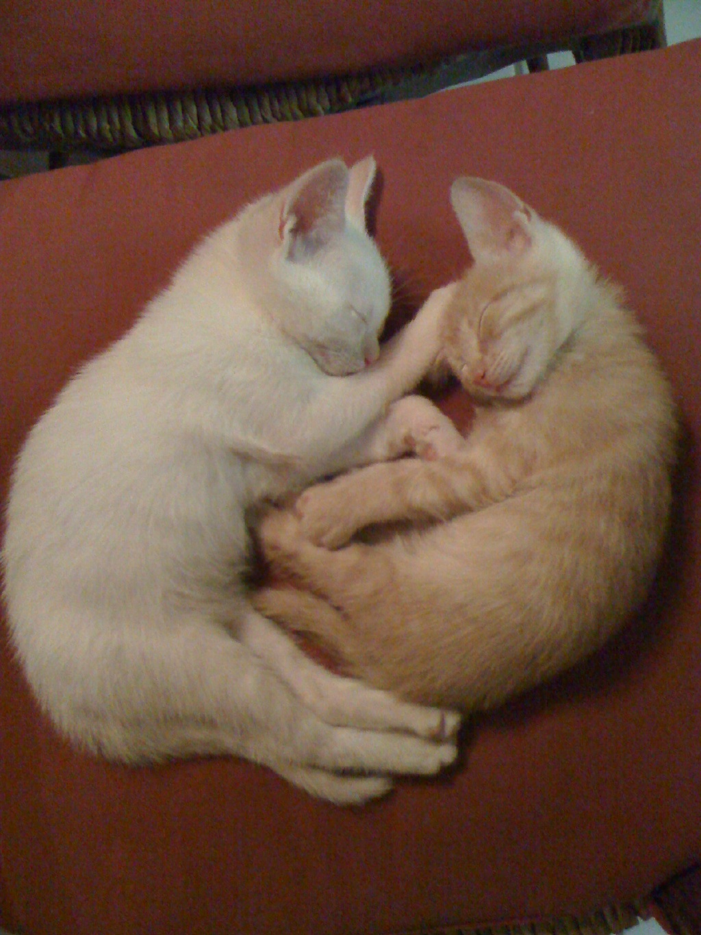 2009/09(September)/New_Kittens/1024x768_IMG_0054.JPG