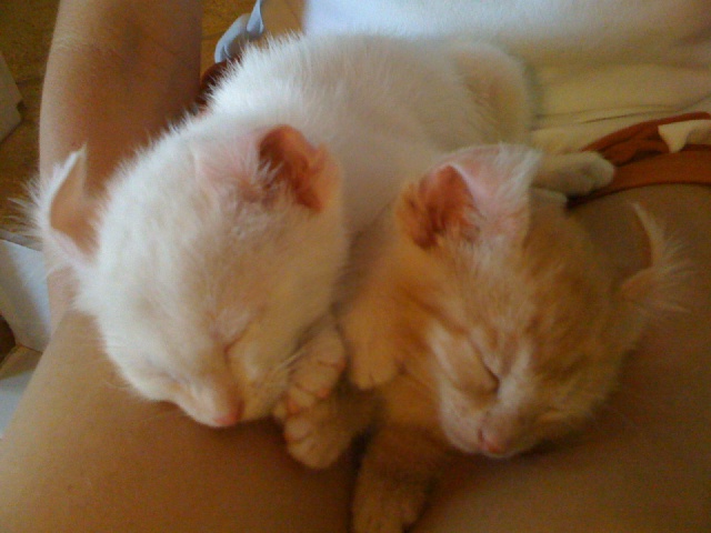 2009/09(September)/New_Kittens/640x480_IMG_0051.JPG