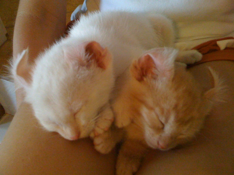 2009/09(September)/New_Kittens/800x600_IMG_0051.JPG