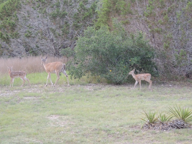 2013/06(June)/Spring_Deer/640x480_DSCN0445.JPG