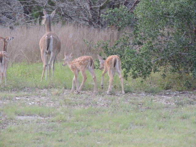 2013/06(June)/Spring_Deer/640x480_DSCN0446.JPG