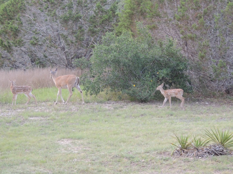 2013/06(June)/Spring_Deer/800x600_DSCN0445.JPG