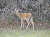 DSCN0443.JPG