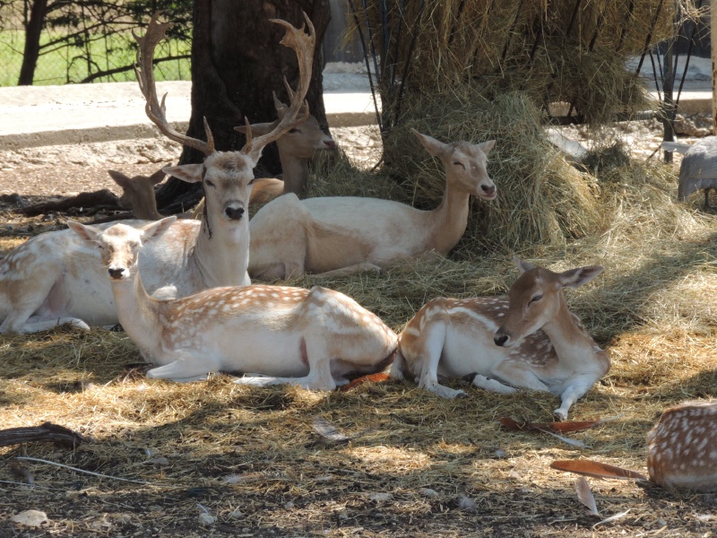 2013/06(June)/Wonder_World/800x600_DSCN0496.JPG