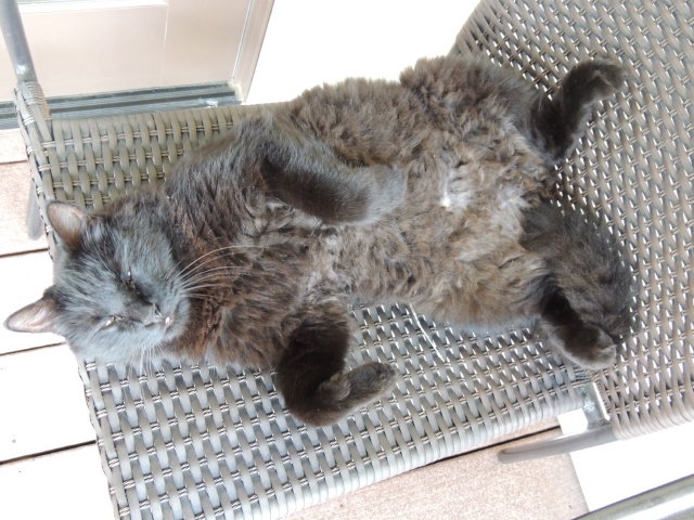 2013/09(September)/Cats/640x480_DSCN0574.JPG