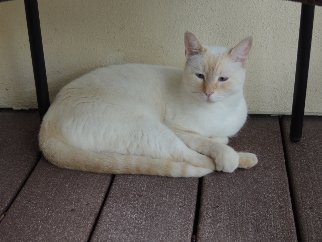 2013/09(September)/Cats/640x480_DSCN0576.JPG