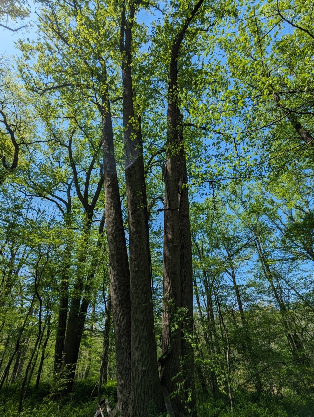 2024/04(April)/Germantown_MD/640x480_PXL_20240428_181601296.jpg