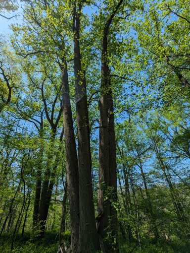 PXL_20240428_181601296.jpg