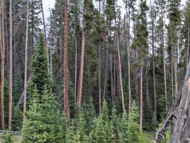 Breck_hiking_3.jpg