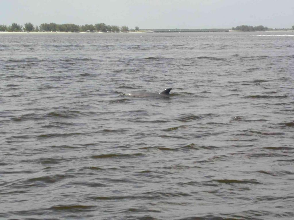 0ErinsChild/08(August)/Disk1/1024x768_Dolphin's_@_Sanibel_East_end_anchorage.JPG