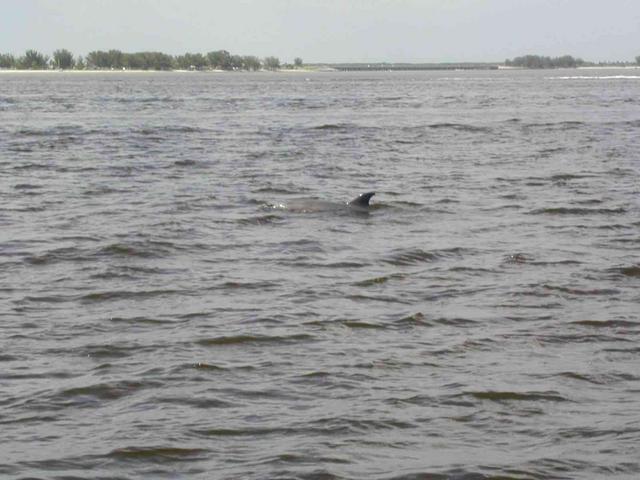 0ErinsChild/08(August)/Disk1/640x480_Dolphin's_@_Sanibel_East_end_anchorage.JPG