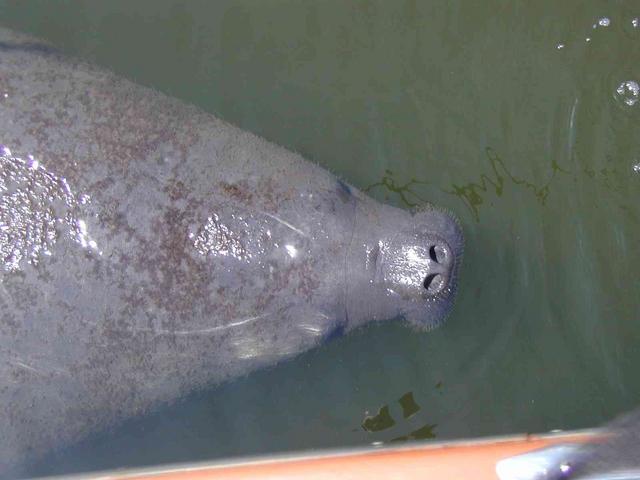 0ErinsChild/08(August)/Disk1/640x480_Gentle_Manatee.JPG