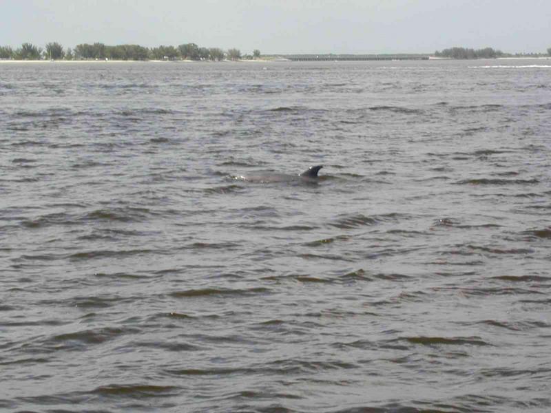 0ErinsChild/08(August)/Disk1/800x600_Dolphin's_@_Sanibel_East_end_anchorage.JPG
