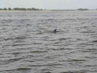 Dolphin's_@_Sanibel_East_end_anchorage.JPG