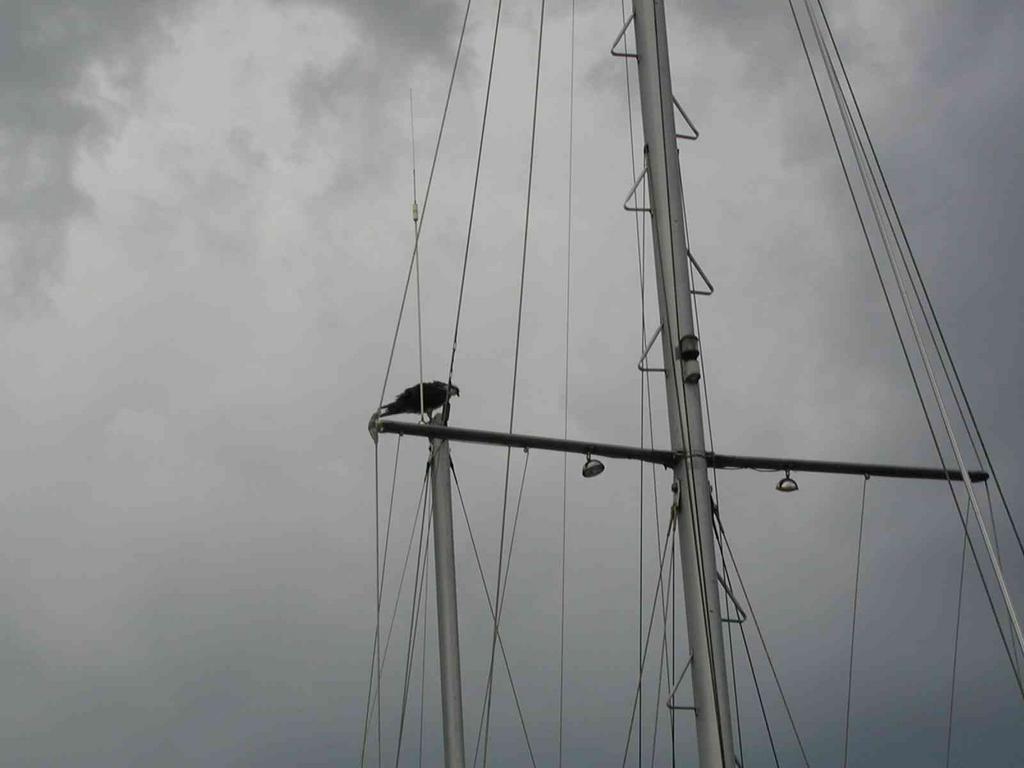 Osprey_Titusville_Marina.JPG