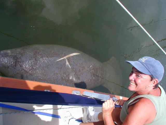 0ErinsChild/08(August)/Disk2/640x480_Linda's_first_Manatee.JPG