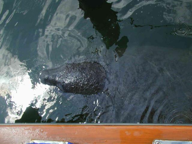 0ErinsChild/08(August)/Disk2/640x480_Manatee's_are_mamals_and_need_air.JPG