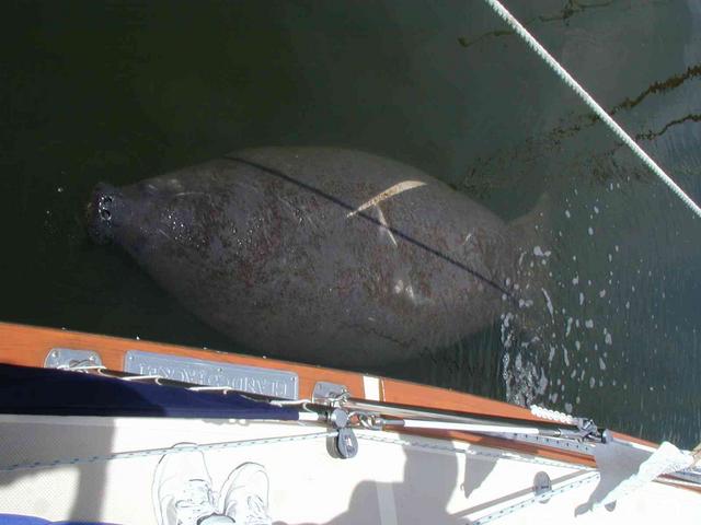 0ErinsChild/08(August)/Disk2/640x480_Manatee_on_Erin's_Air_conditiong_out_flow.JPG
