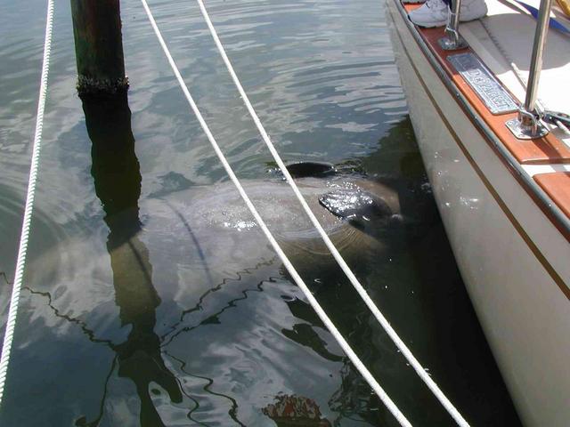 Manatee_on_back_drinking_water_from_refrigeration_out_flow.JPG