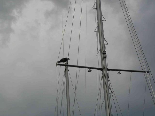 Osprey_Titusville_Marina.JPG