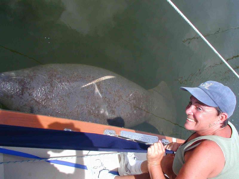 Linda's_first_Manatee.JPG