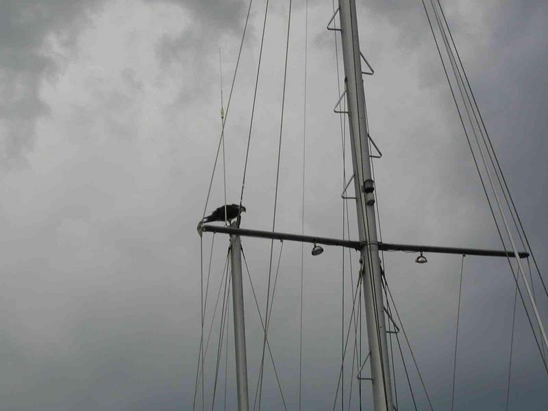 Osprey_Titusville_Marina.JPG