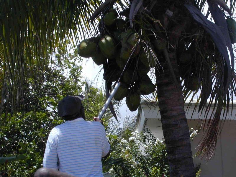 0ErinsChild/08(August)/Disk2/800x600_Removing_coconuts_@_Gail's_House_Pompano_Beach.JPG