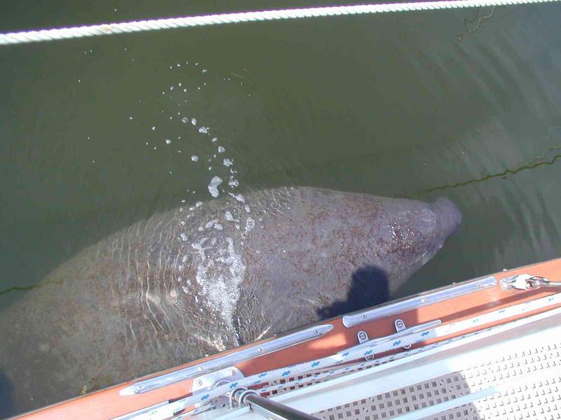 0ErinsChild/08(August)/Disk2/800x600_Water_from_A.C._flows_over_manatee.JPG