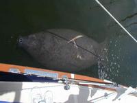 Manatee_on_Erin's_Air_conditiong_out_flow.JPG