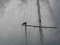 Osprey_Titusville_Marina.JPG