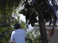Removing_coconuts_@_Gail's_House_Pompano_Beach.JPG