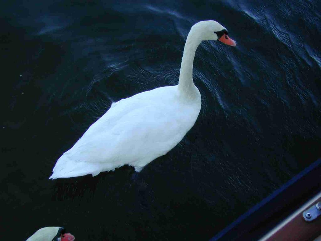 25_-_Swans_2_@_Simons_Island_Anchorage.JPG