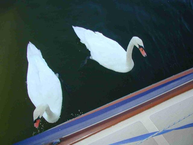 24_-_Swans_@_Simons_Island_Anchorage.JPG