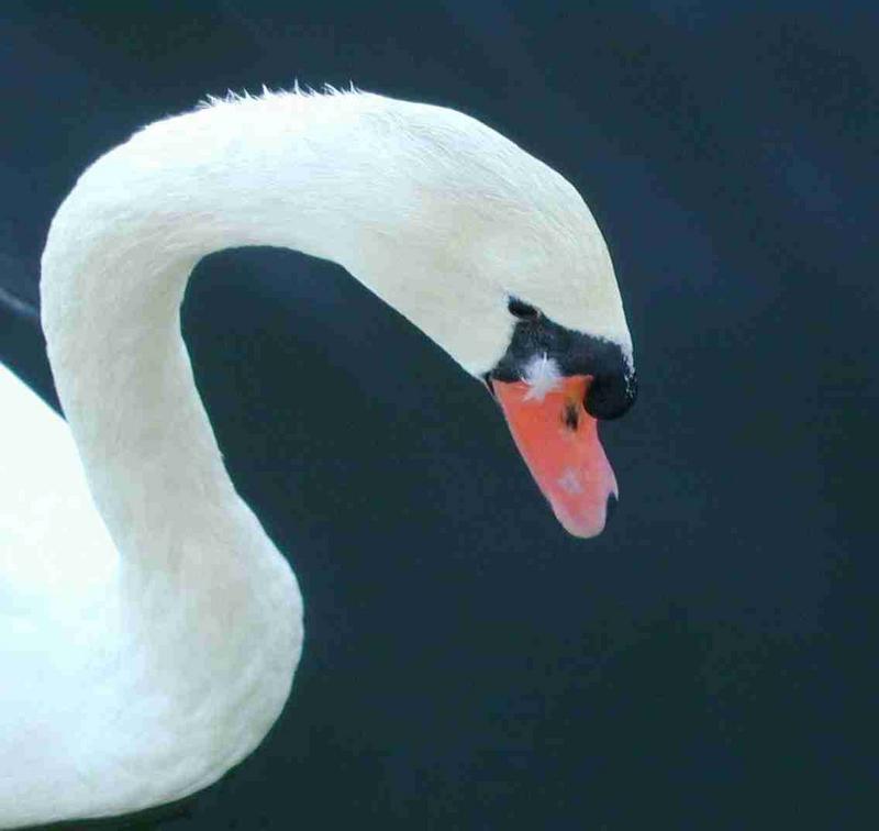 26_-_Swans_3_@_Simons_Island_Anchorage.JPG