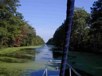 2_-_Dismal_Swamp.JPG