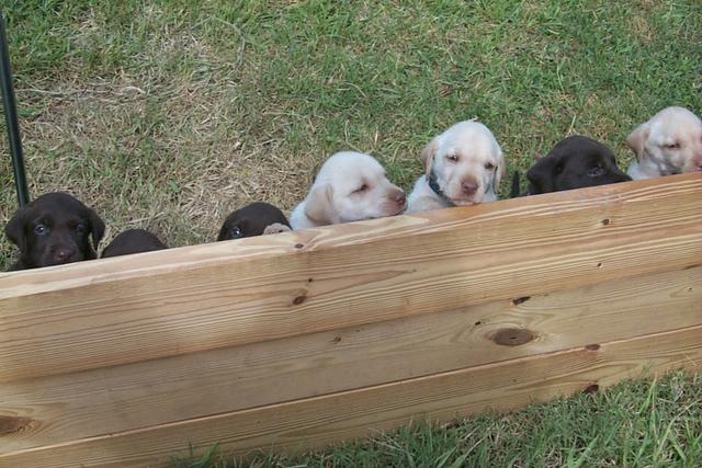 2000/09(September)/Random/640x480_2059puppies.JPG