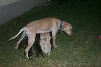 2054Puppies.JPG