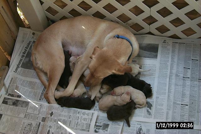 2001/10(October)/1001_New_Pups/P0003118.JPG