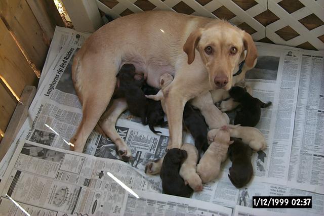 2001/10(October)/1001_New_Pups/640x480_P0003119.JPG