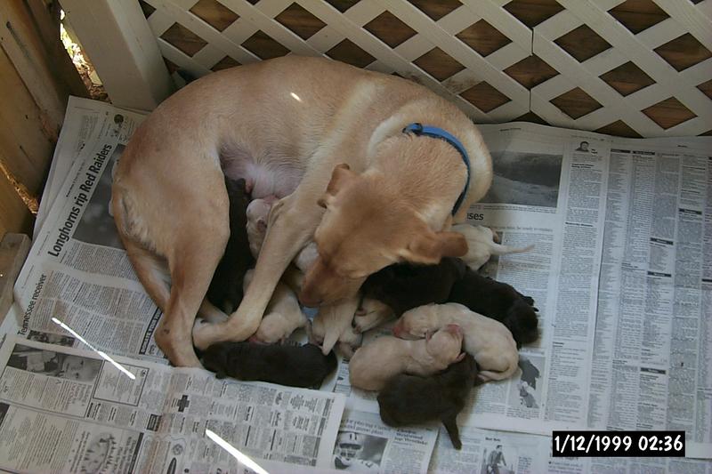 2001/10(October)/1001_New_Pups/P0003118.JPG