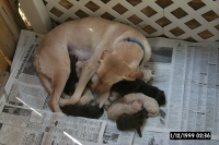 2001/10(October)/1001_New_Pups/P0003118.JPG