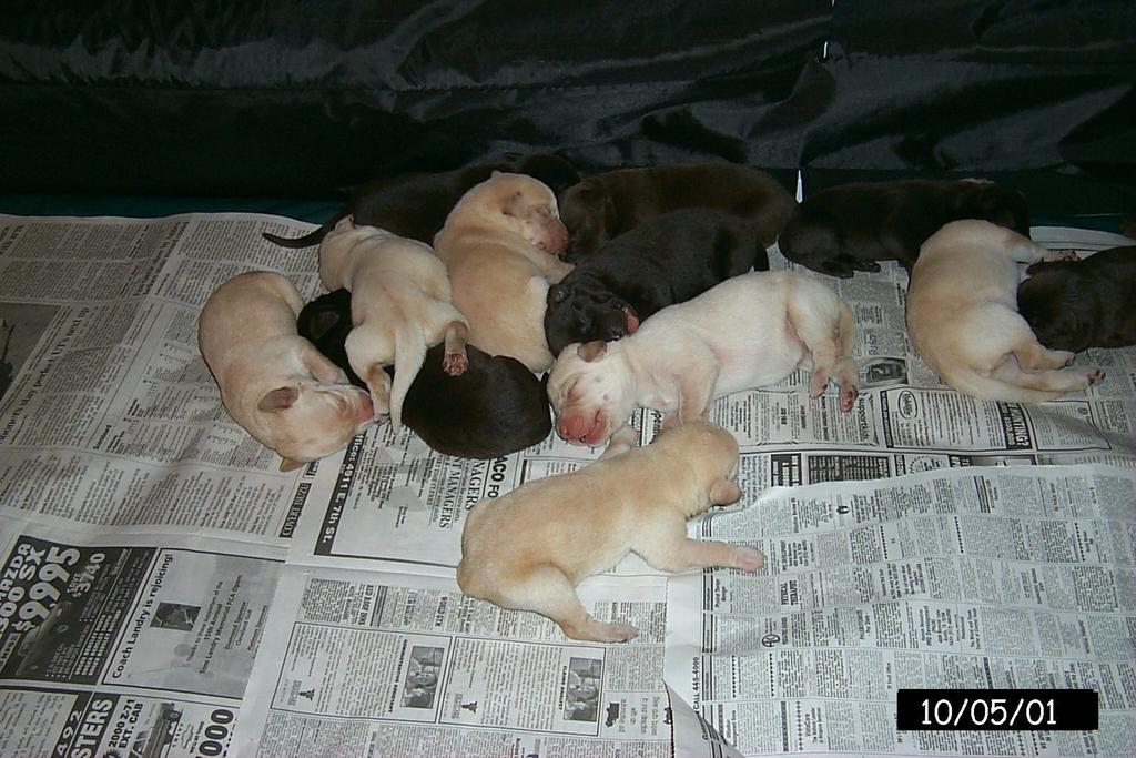 2001/10(October)/1005_Vale_and_Pups/1024x768_P0003126.JPG